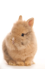 Baby of orange  dwarf rabbit