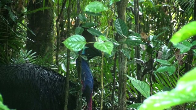 Jungle Cassowary