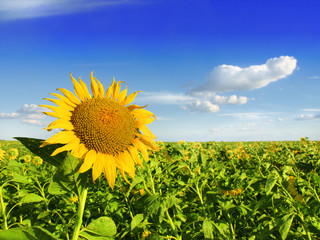 Sunflower field - 48176831