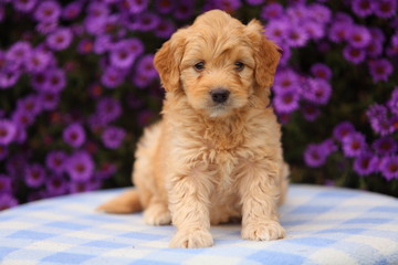 Puppy Sitting on Blanket in Front of Flowers