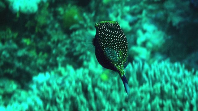 box fish follow
