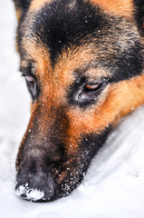 Homeless dog