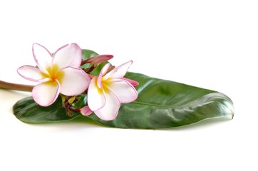 Plumeria flowers and leaf on white