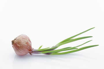 sprouting small red shallot on white background