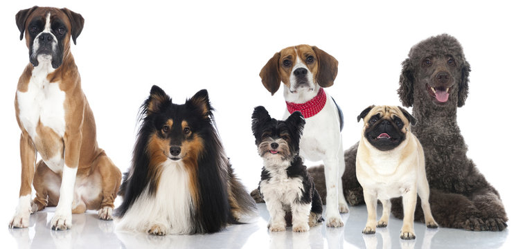 Pedigree dogs - Rassehunde