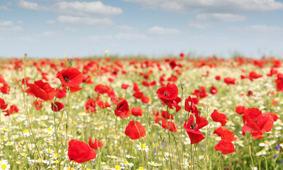 spring meadow with wild flowers