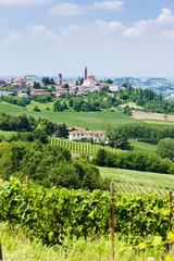 Fototapeta na wymiar winorośli, w pobliżu Tana, Asti Region, Piemont, Włochy