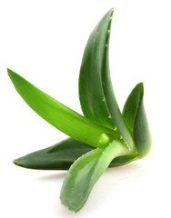 Fototapeta premium aloe vera