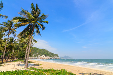 beach with coconut palm and sea