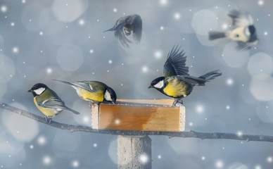 titmouse birds eating seed from bird feeder in winter
