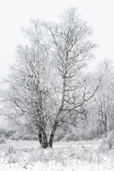 Fototapeta na wymiar las zimowy krajobraz