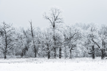 Fototapeta na wymiar las zimowy krajobraz
