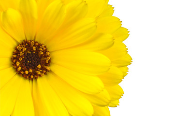 Yellow gerbera marigold flower macro isolated on white