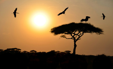 Fototapeta na wymiar Ptaki latające nad akacji na zachód słońca w Afryce