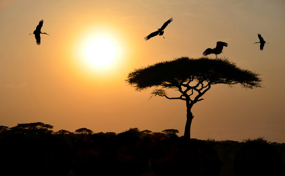Birds flying above acacia tree at sunset in Africa