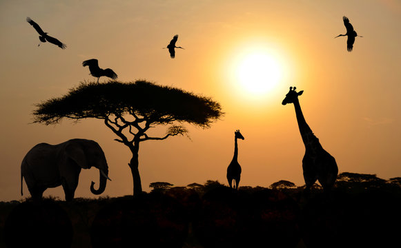 Animal silhouettes over sunset on safari in african savannah