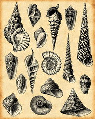 fond coquillage