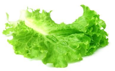 Fresh lettuce leaf