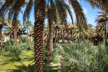 Obraz premium Oasis in the middle of a desert (Oman)