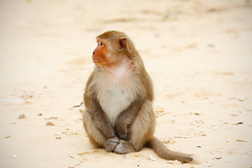 Monkey sitting on the beach, relaxed, looking at the ocean
