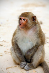 Fototapeta premium Cute monkey on the beach, full body, close-up, Asia