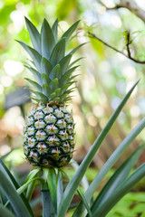 パイナップル畑