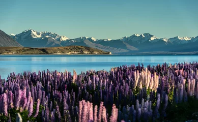 Papier Peint photo Nouvelle-Zélande Lac Tekapo avec Aroki Mt.Cook, Nouvelle-Zélande