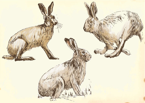 Collection, three studies hare in motion.