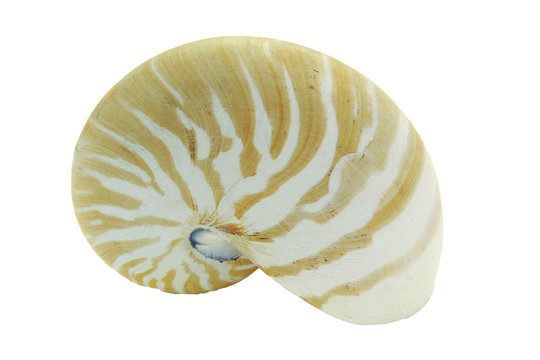 Nautilus Shell isolated on white background