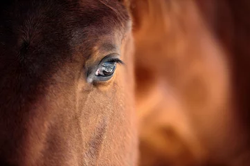 Photo sur Plexiglas Chevaux Oeil de cheval