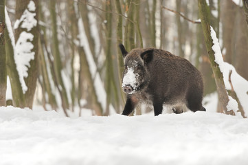 Wild boar