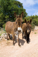 Famiglia di Asini - Sardegna