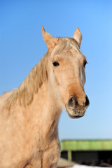 Fototapeta premium Horse