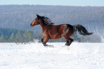 Horse