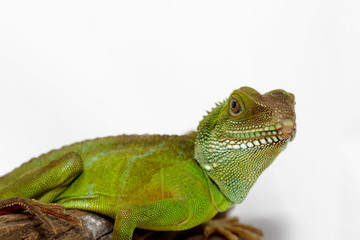 Agama