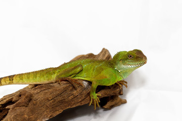 Agama