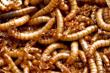 mealworms