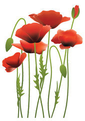 red poppy flowers, vector illustration