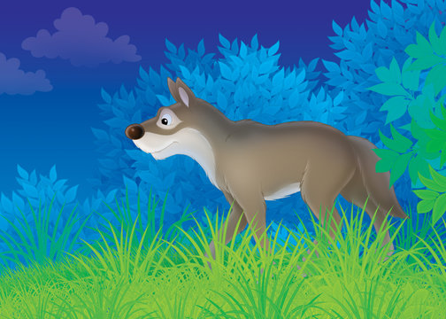 wolf in a night forest