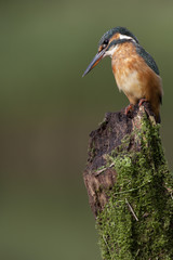 Kingfisher