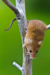 Harvest Mouse