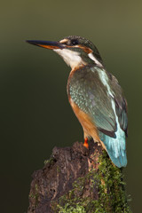 Kingfisher