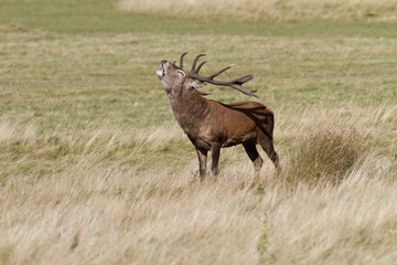 Red Deer