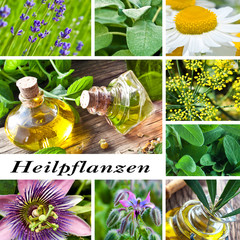 Heilpflanzen - Kräuter - Öl