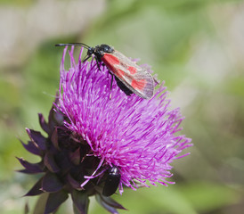 Pink and red....