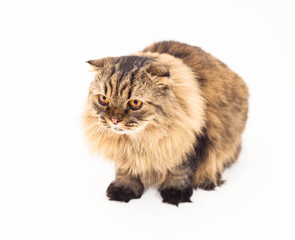 Cat isolated on white background