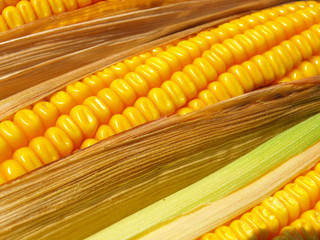 close up of the corn