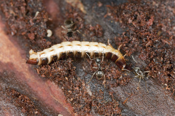 Lasius ants carrying Click beetle larva, Harminius undulatus