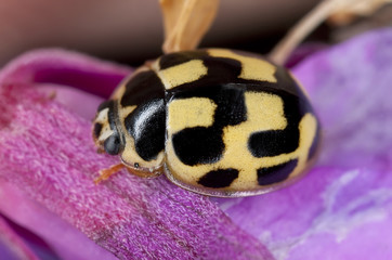 Ladybug. Adalia decempunctata sitting on willowherb