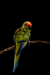Conure, Aratinga Auricapilla, isolated on Black